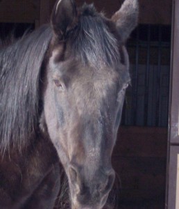 This is my horse bandit he is currently 26 (that's very old for a horse)