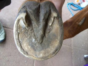 A properly cleaned horse foot
